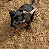 Circee is registered to the contest to win money with this photo: animal, black_fur, brown_fur, close_up, curious, cute, daylight, dirt, dog, footwear, leash, looking_up, nature, outdoor, pet, pine_needles, puppy, shoe, small_dog, young_animal