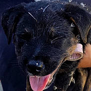Circee joined the competition — help win amazing prizes! adorable, animal, black_fur, close_up, closed_eyes, collar, cute, dandelion_seeds, dog, fur, happy, muzzle, nature, outdoor, pet, playful, puppy, smiling, tongue_out, young_dog