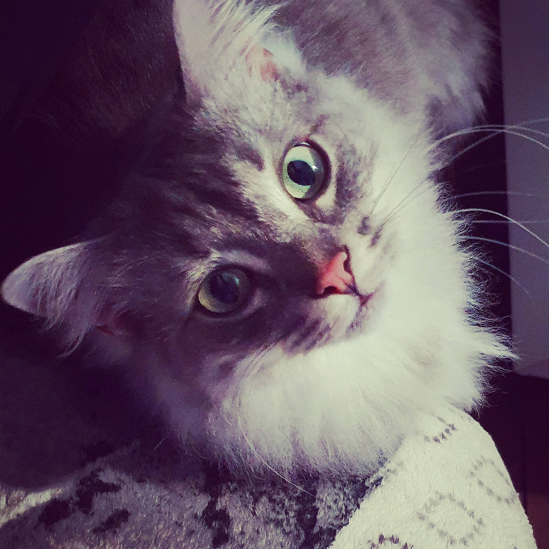 Locky participe au concours pour gagner de l'argent avec cette photo : carnivore, cat, curious, felidae, fur, iris, kitten, small_to_medium_sized_cats, snout, vertebrate, whiskers