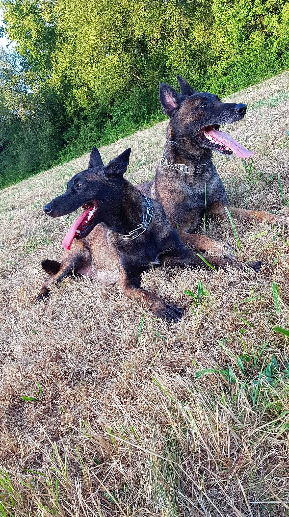 Maya participe au concours pour gagner de l'argent avec cette photo : canidae, carnivore, collar, companion_dog, dog, dog_breed, dog_supply, grass, groundcover, guard_dog, herding_dog, hunting_dog, mammal, pinscher, snout, sporting_group, tongue, working_animal, working_dog