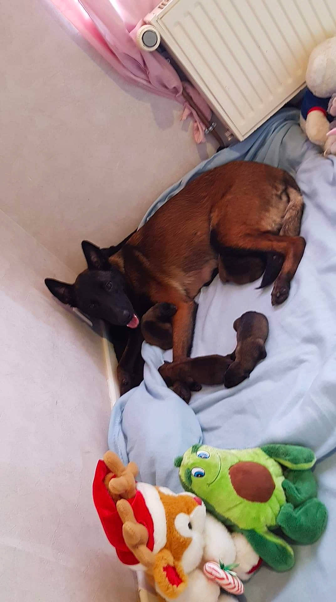 Maya a rejoint le concours — aidez-le/la à gagner de superbes lots ! canidae, carnivore, companion_dog, dog, dog_breed, dog_clothes, dog_supply, fawn, liver, non_sporting_group, snout, sporting_group, stuffed_toy, terrestrial_animal, working_animal, working_dog