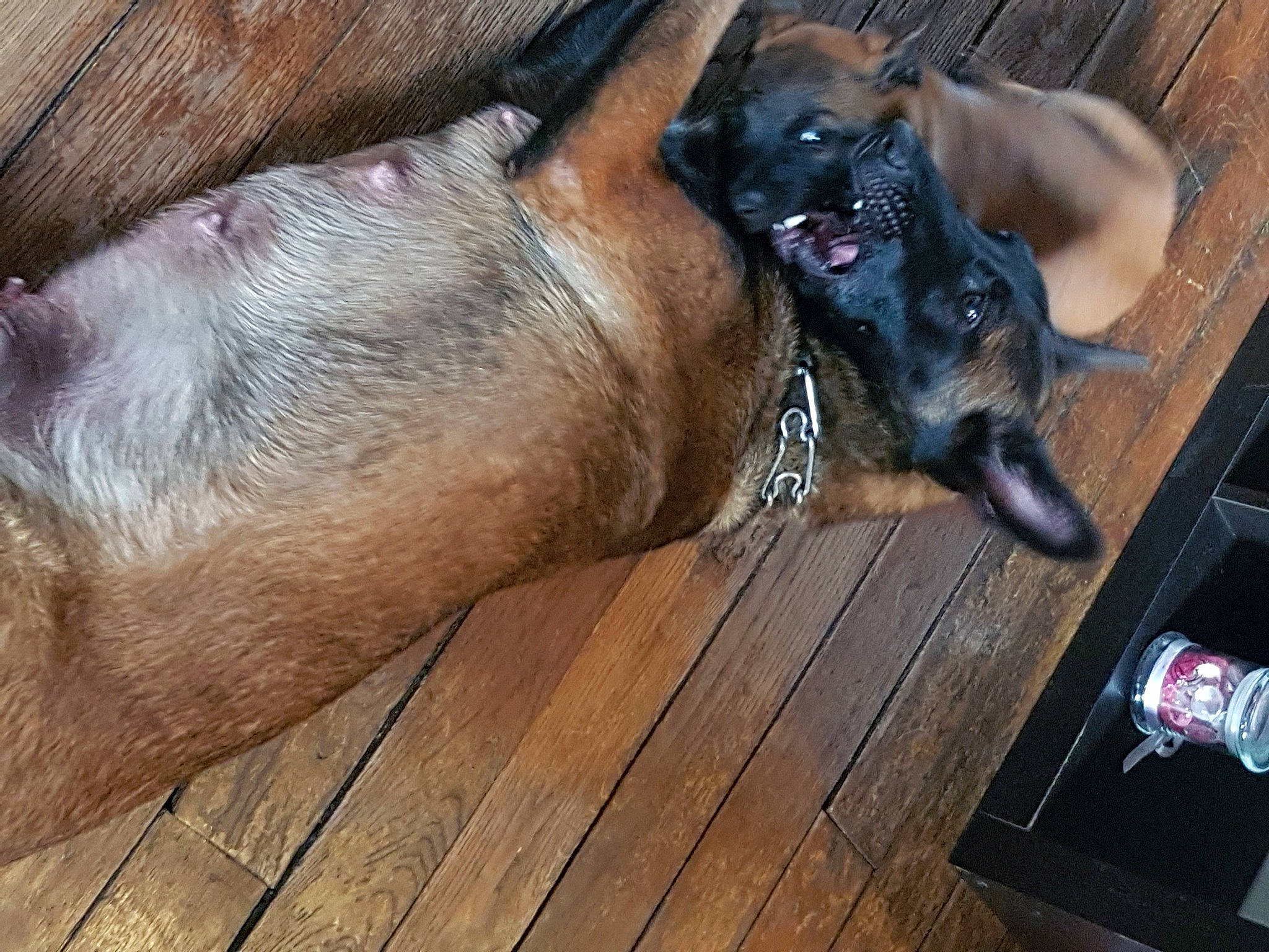 Maya a rejoint le concours — aidez-le/la à gagner de superbes lots ! canidae, carnivore, comfort, companion_dog, dog, dog_breed, fawn, guard_dog, laminate_flooring, liver, mammal, paw, pet_supply, plank, snout, sporting_group, wood_flooring, wood_stain, working_animal, working_dog