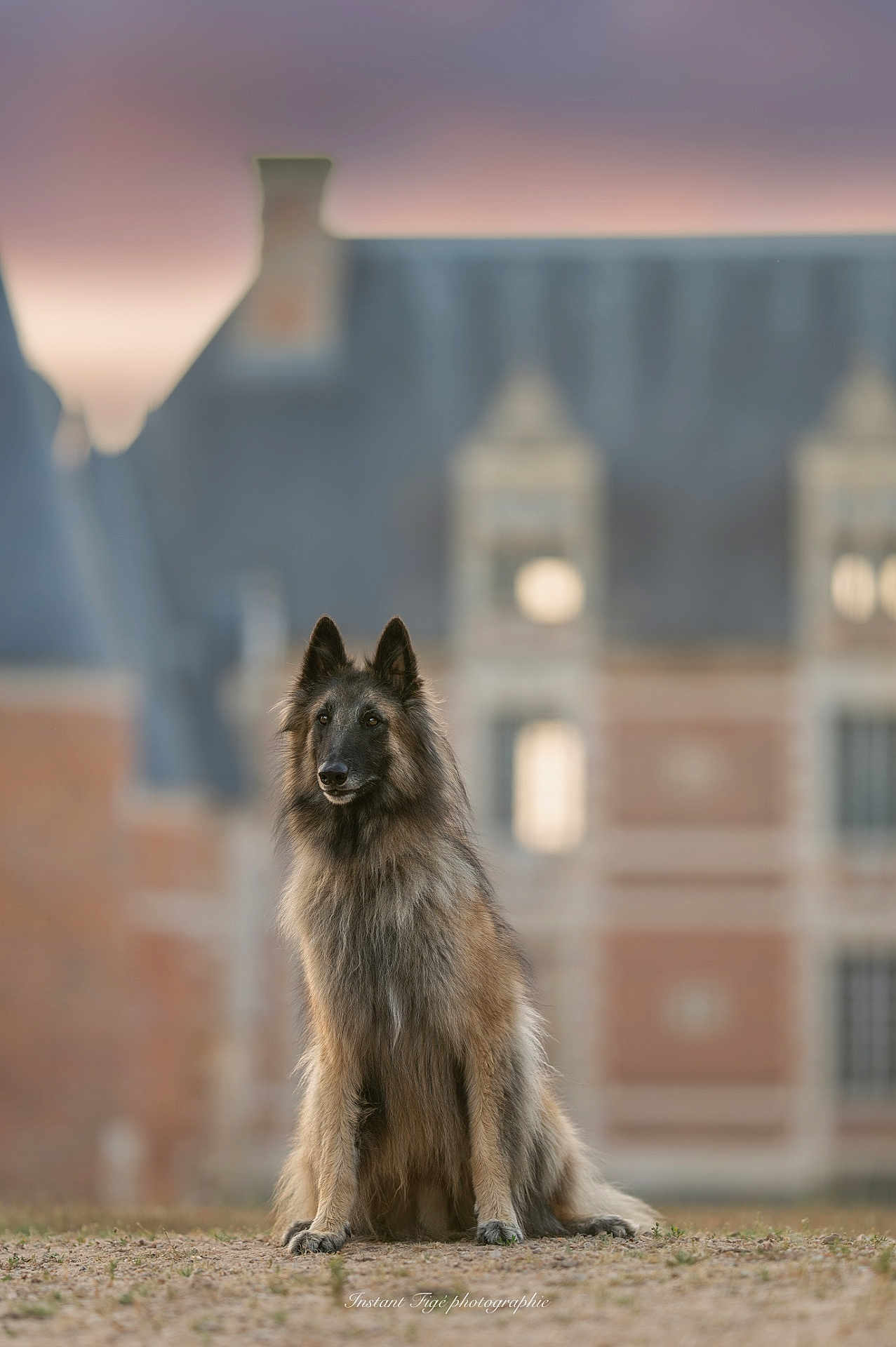 Thanos participe au concours pour gagner de l'argent avec cette photo : dog, long_hair, sitting, outdoor, building, historic, sunset, sky, grass, portrait, animal, canine, furry, pet, nature, earth, architecture, blurred_background, calm, regal