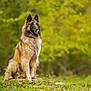 Thanos participe au concours pour gagner de l'argent avec cette photo : dog, belgian_tervuren, animal, outdoor, nature, greenery, tree_stump, flower, grass, canine, pet, sitting, fur, portrait, blurred_background, sunlight, forest, alert, wildlife, mammal
