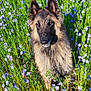 Thanos participe au concours pour gagner de l'argent avec cette photo : dog, flower_field, purple_flowers, greenery, outdoor, nature, sunlight, grass, pet, canine, fluffy_coat, portrait, animal, summer, serene, bright, daylight, sitting, closeup, garden