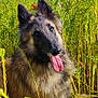 dog, canine, outdoor, flowers, poppy, field, greenery, sunlight, nature, animal, tongue_out, fluffy, happy, grass, summer, pet, ears, snout, sitting, bright