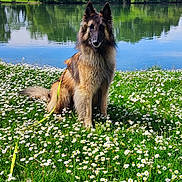 Thanos participe au concours pour gagner de l'argent avec cette photo : dog, field, flowers, daisies, grass, lake, water, trees, sky, clouds, nature, outdoor, animal, canine, pet, sitting, greenery, sunlight, leash, peaceful