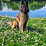 dog, field, flowers, daisies, grass, lake, water, trees, sky, clouds, nature, outdoor, animal, canine, pet, sitting, greenery, sunlight, leash, peaceful