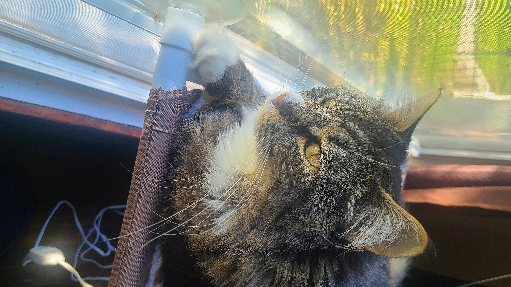 Jon joined the competition — help win amazing prizes! carnivore, cat, claw, comfort, domestic_short_haired_cat, ear, felidae, fur, nap, paw, sleep, small_to_medium_sized_cats, snout, tail, terrestrial_animal, whiskers, window