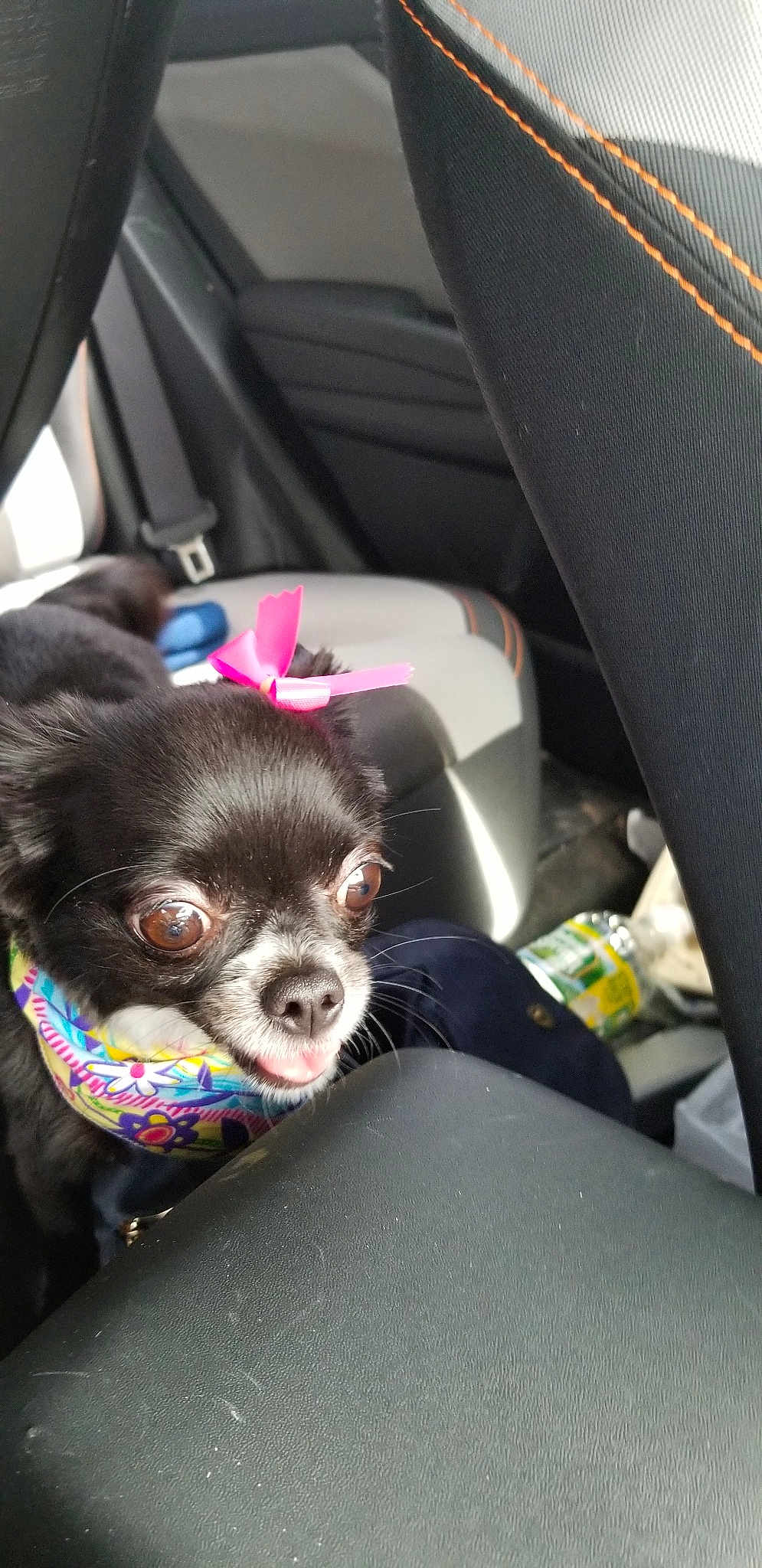 Bella Elizabeth is registered to the contest to win money with this photo: canidae, car_seat, carnivore, companion_dog, dog, dog_breed, mammal, puppy, snout, sporting_group, toy_dog