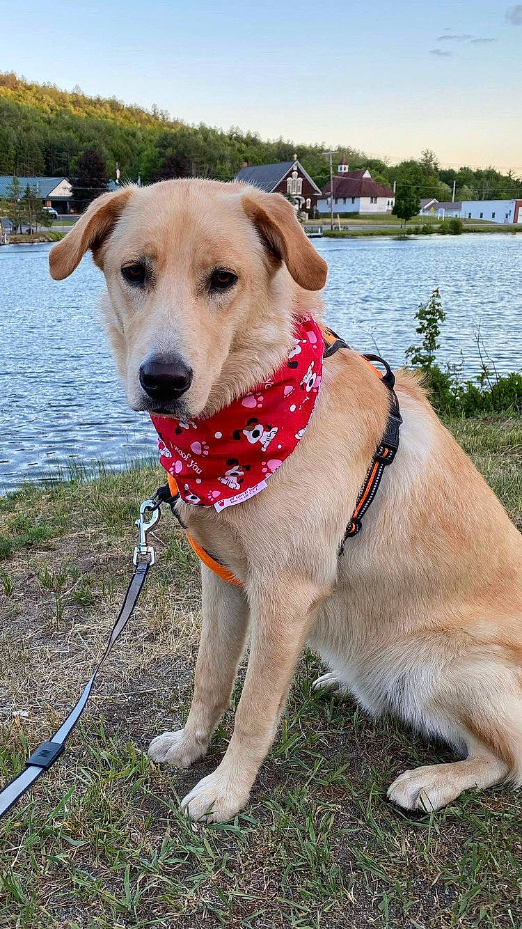 Bixby joined the competition — help win amazing prizes! canidae, carnivore, collar, companion_dog, dog, dog_breed, dog_collar, dog_supply, fawn, grass, lake, leash, pet_supply, plant, sky, snout, sporting_group, tail, water, working_animal