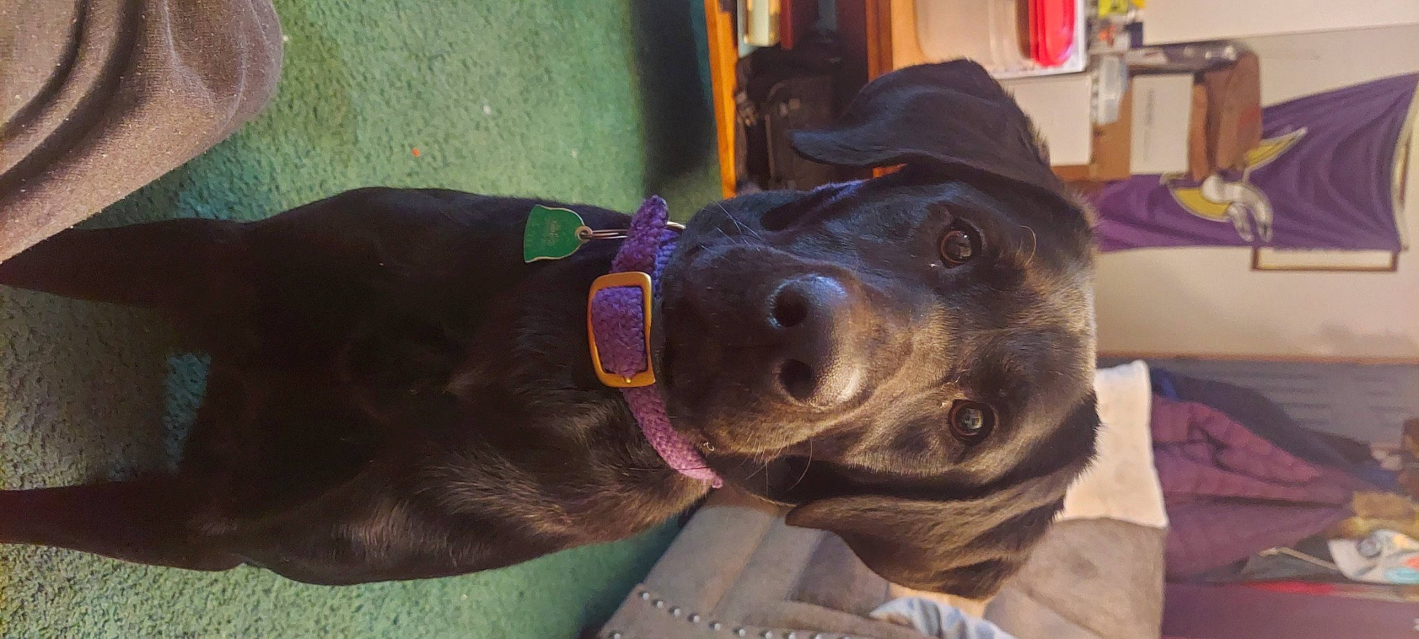 Miss Moxie joined the competition — help win amazing prizes! borador, canidae, carnivore, collar, companion_dog, dog, dog_breed, dog_collar, ear, fashion_accessory, fawn, guard_dog, liver, mammal, personal_protective_equipment, pet_supply, snout, whiskers, working_animal, working_dog