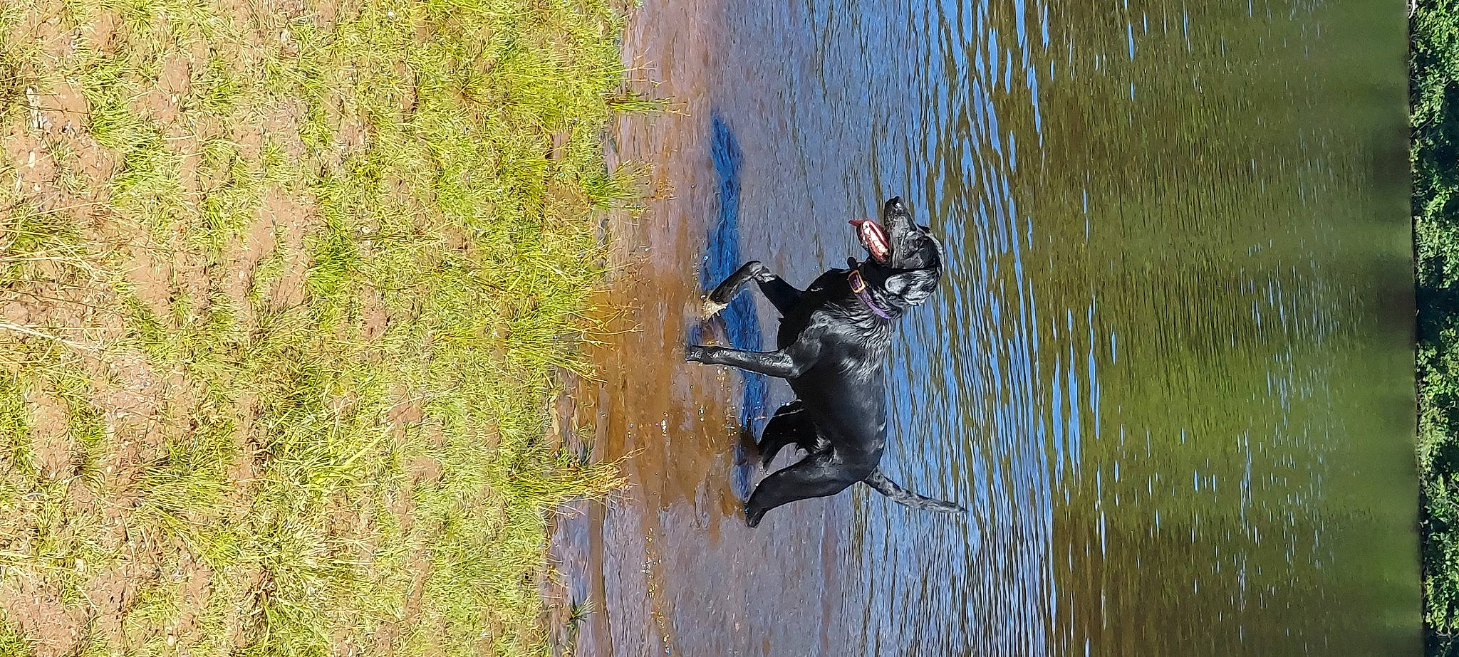Miss Moxie joined the competition — help win amazing prizes! beak, bridle, grass, horse, horse_tack, lake, pack_animal, plant, pond, recreation, reflection, tail, tree, vehicle, water, watercourse, wetland, wildlife, wood, working_animal