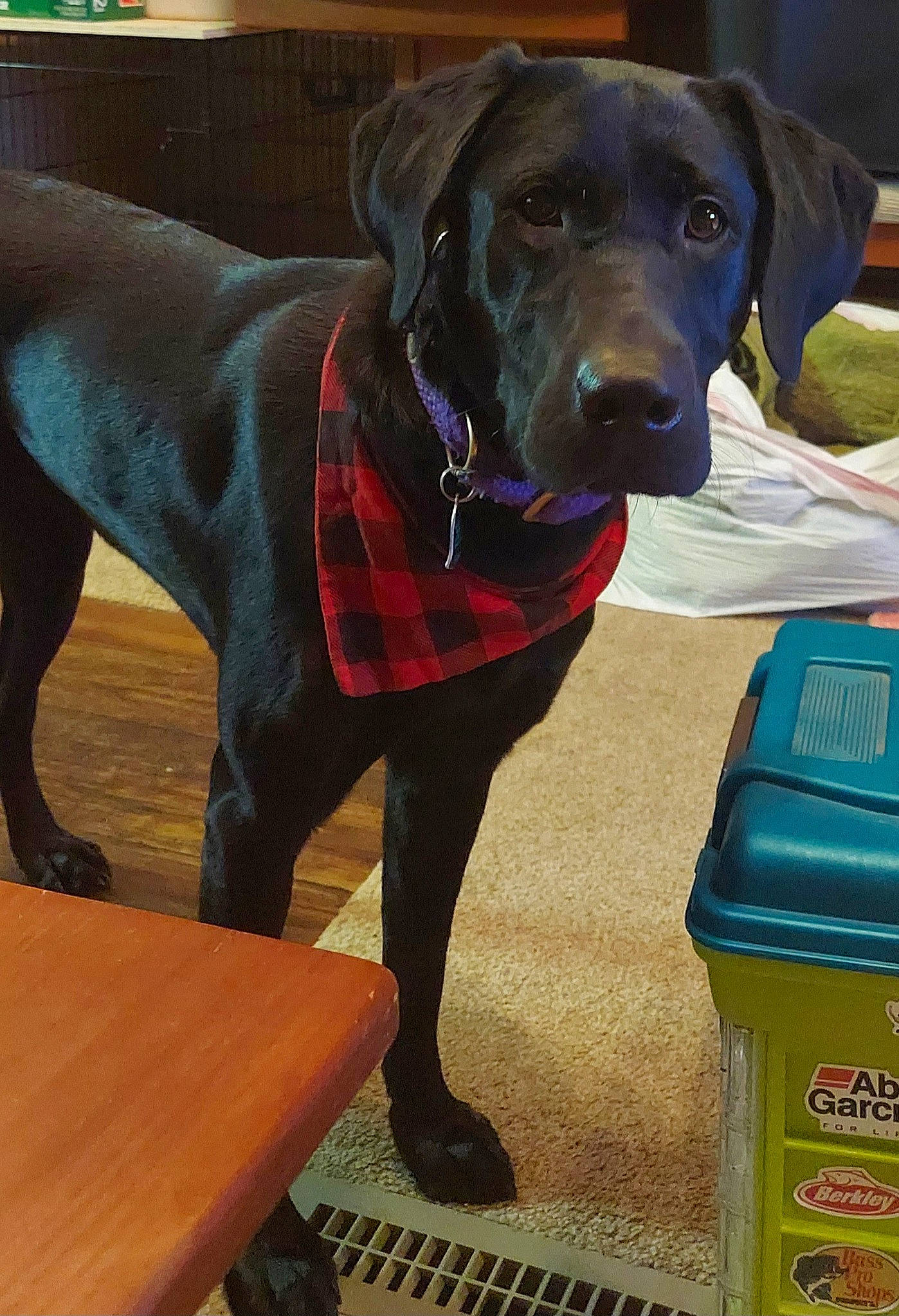 Miss Moxie is registered to the contest to win money with this photo: borador, canidae, carnivore, collar, companion_dog, dog, dog_breed, dog_collar, dog_supply, gun_dog, liver, pet_supply, pointing_breed, recycling_bin, retriever, snout, sporting_group, waste_container, waste_containment, working_animal