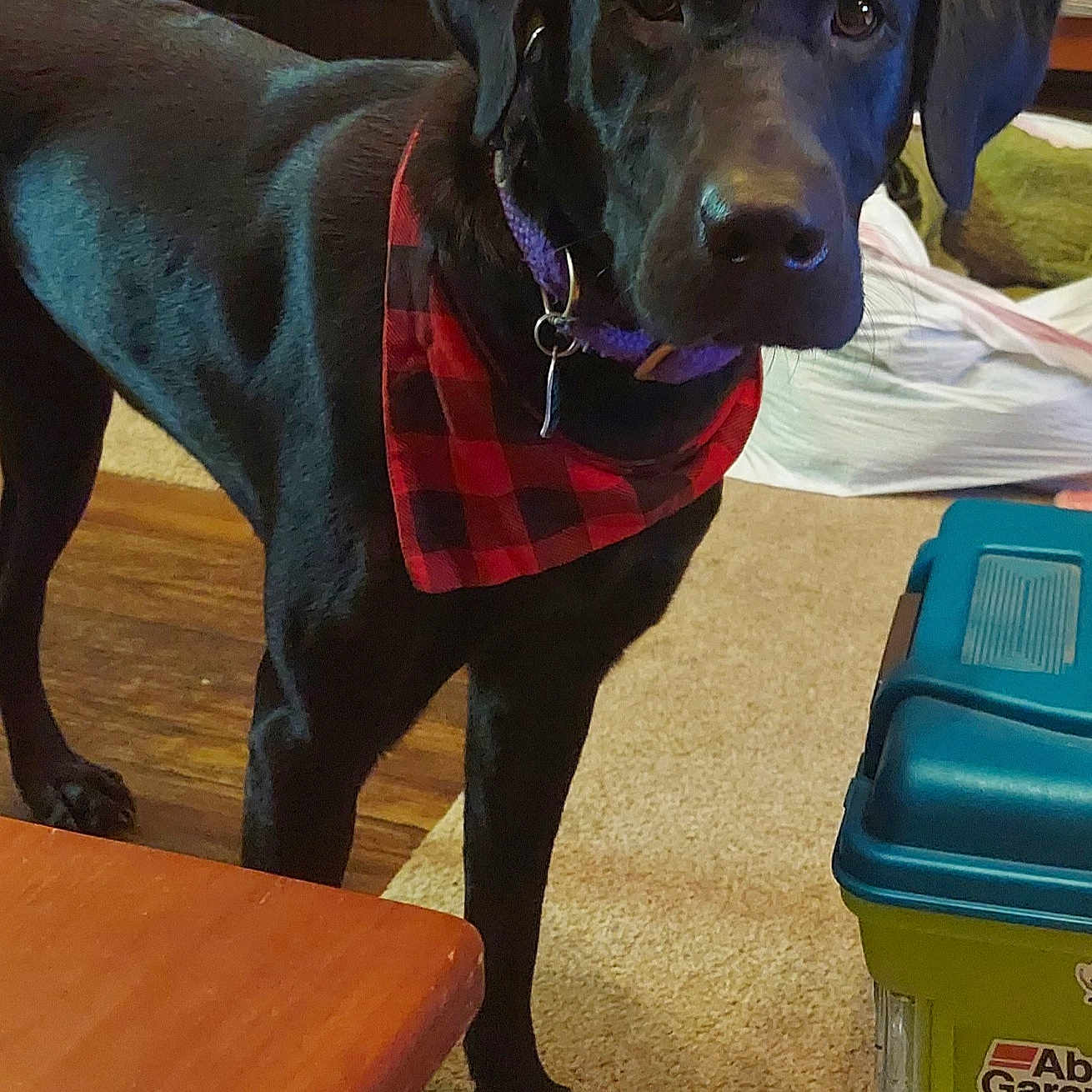 Miss Moxie