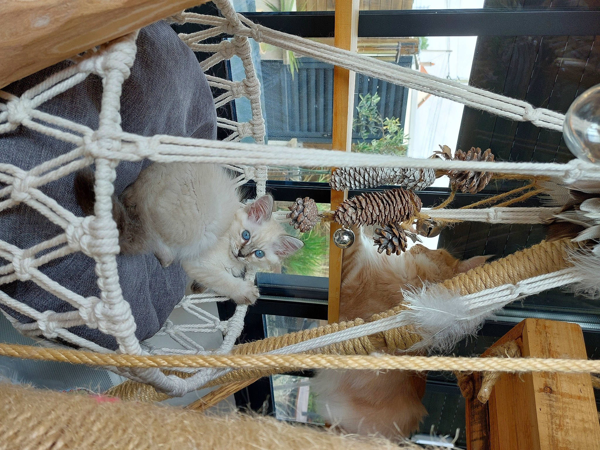 Smoky participe au concours pour gagner de l'argent avec cette photo : automotive_wheel_system, cage, fawn, felidae, fur, metal, natural_material, rope, tail, terrestrial_animal, wildlife, wood, zoo