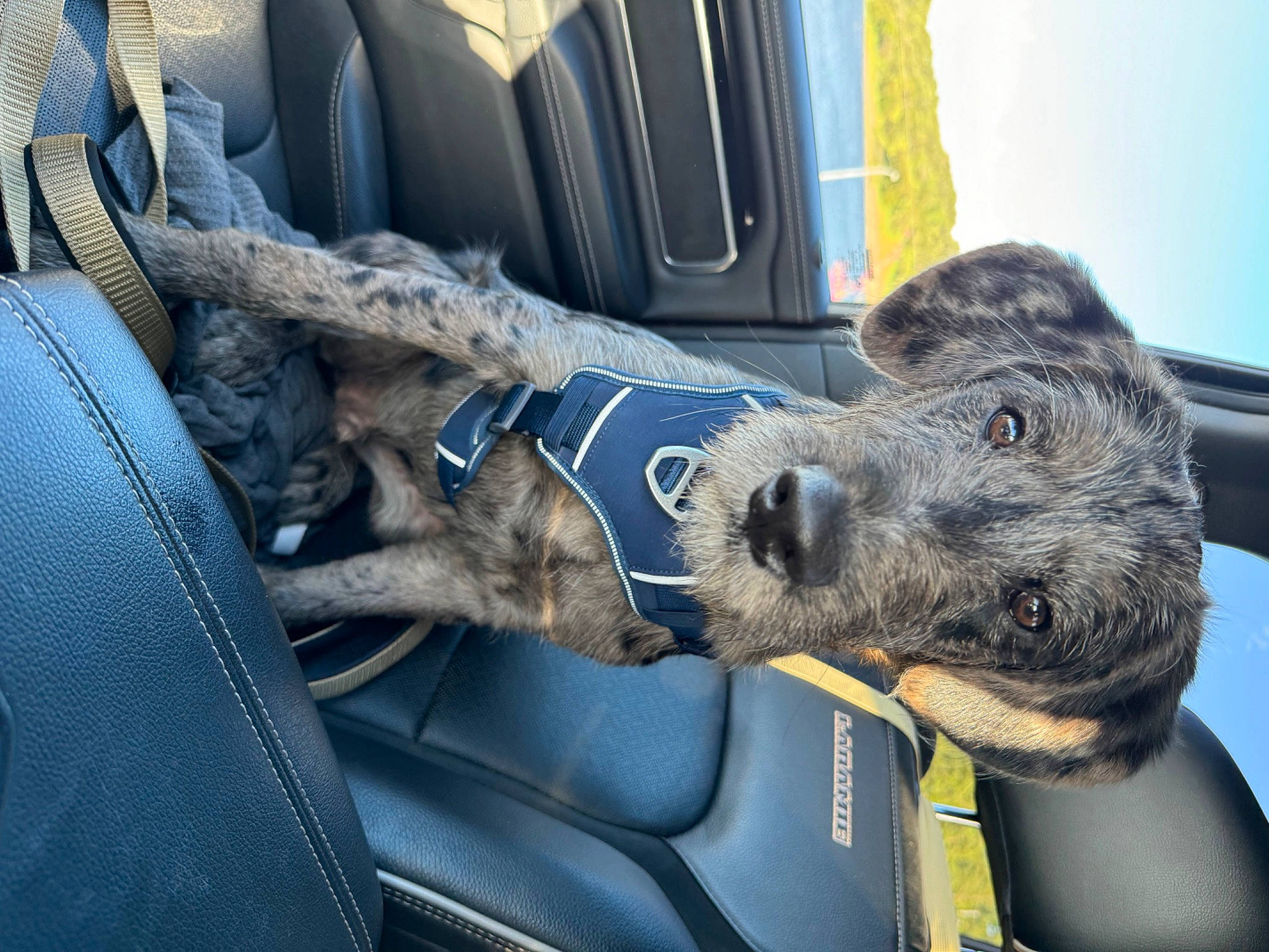 Hank joined the competition — help win amazing prizes! auto_part, automotive_exterior, automotive_window_part, canidae, car, car_seat, car_seat_cover, carnivore, companion_dog, dog, dog_breed, dog_collar, electric_blue, family_car, motor_vehicle, sporting_group, vehicle, vehicle_door, windshield, working_animal