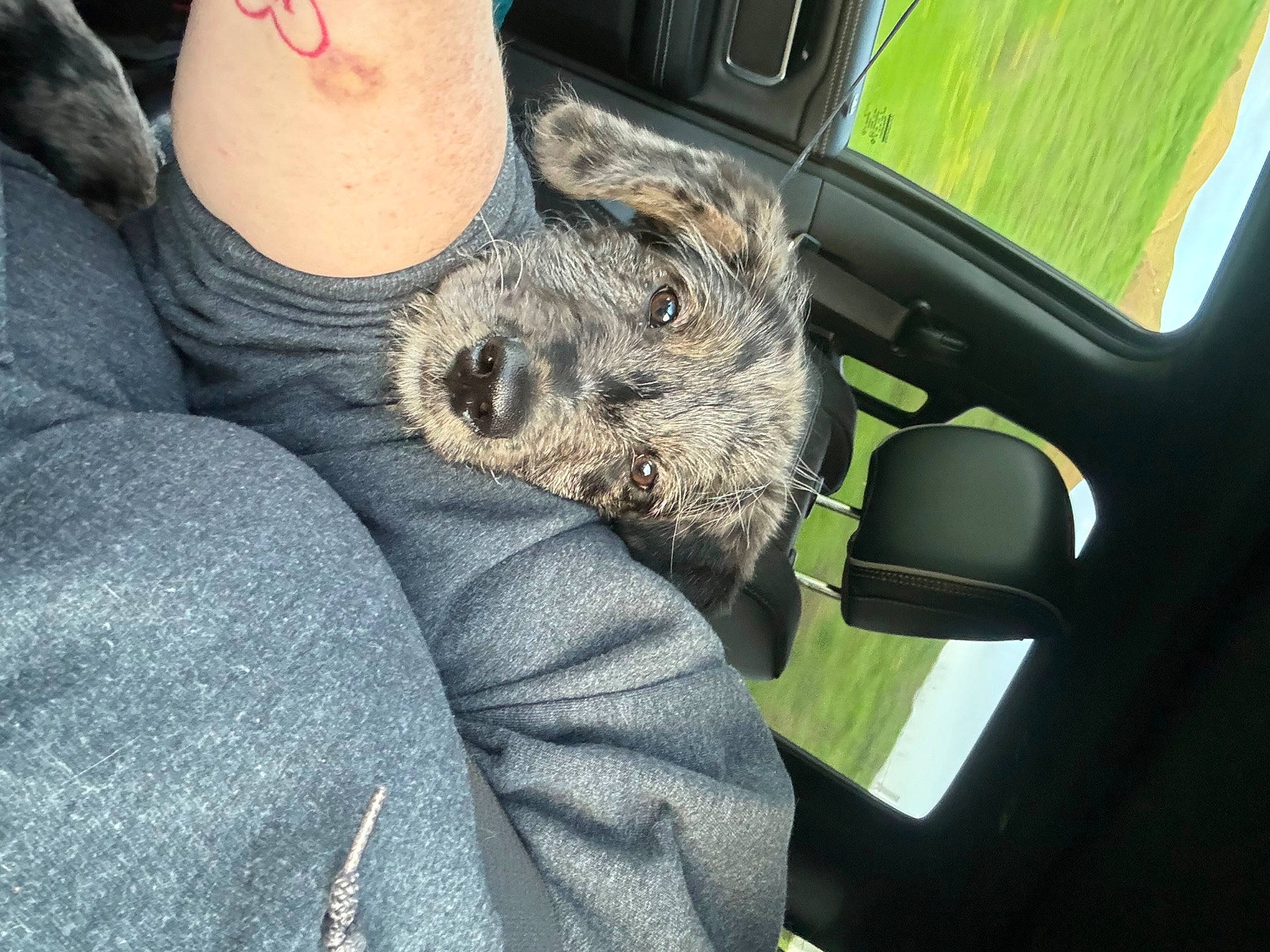 Hank is registered to the contest to win money with this photo: auto_part, automotive_exterior, canidae, car, car_seat, car_seat_cover, carnivore, comfort, companion_dog, dog, dog_breed, family_car, fur, head_restraint, motor_vehicle, snout, sporting_group, vehicle, vehicle_door, windshield