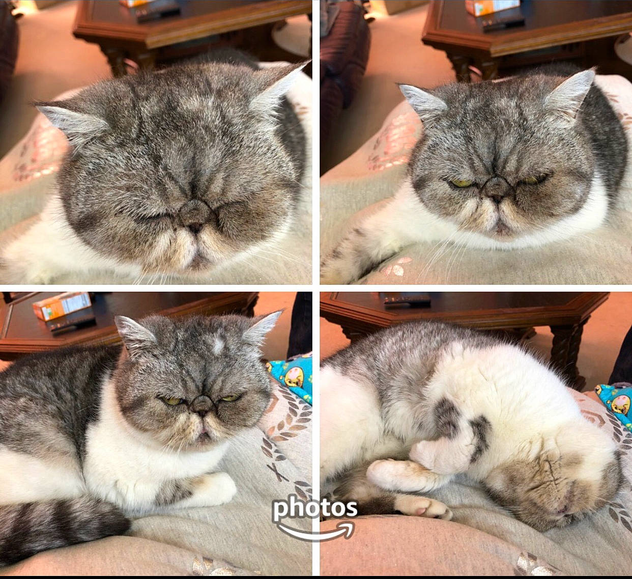 Sarah is registered to the contest to win money with this photo: art, carnivore, cat, claw, collage, comfort, domestic_short_haired_cat, ear, fawn, felidae, fur, iris, mammal, paw, photo_caption, photography, small_to_medium_sized_cats, snout, vertebrate, whiskers