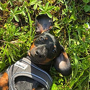 Knacki participe au concours pour gagner de l'argent avec cette photo : dog, puppy, dachshund, grass, greenery, outdoor, pet, animal, cute, playful, harness, sunlight, nature, ear, black, brown, small, lying_down, young, adorable