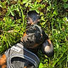 dog, puppy, dachshund, grass, greenery, outdoor, pet, animal, cute, playful, harness, sunlight, nature, ear, black, brown, small, lying_down, young, adorable