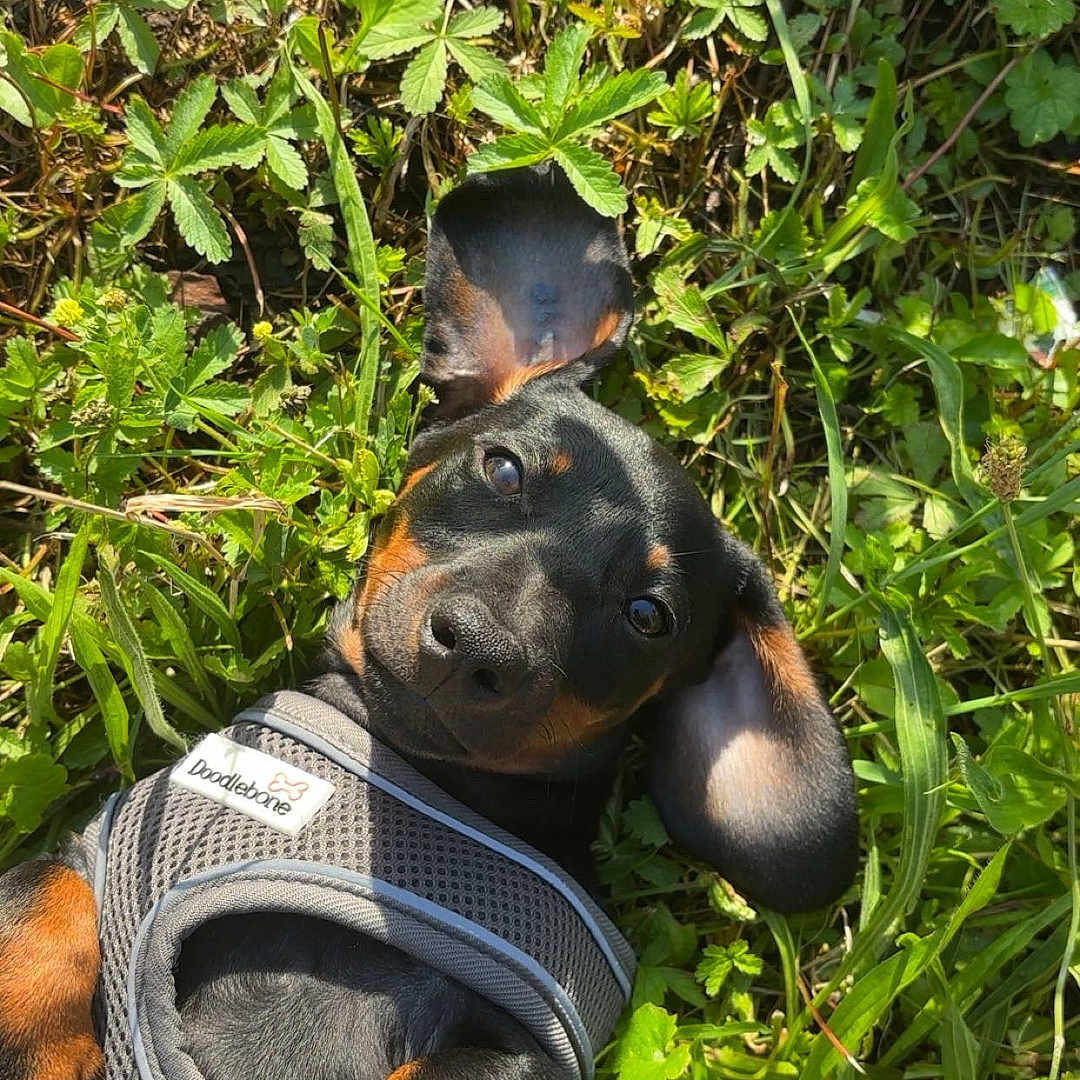 Knacki participe au concours pour gagner de l'argent avec cette photo : dog, puppy, dachshund, grass, greenery, outdoor, pet, animal, cute, playful, harness, sunlight, nature, ear, black, brown, small, lying_down, young, adorable