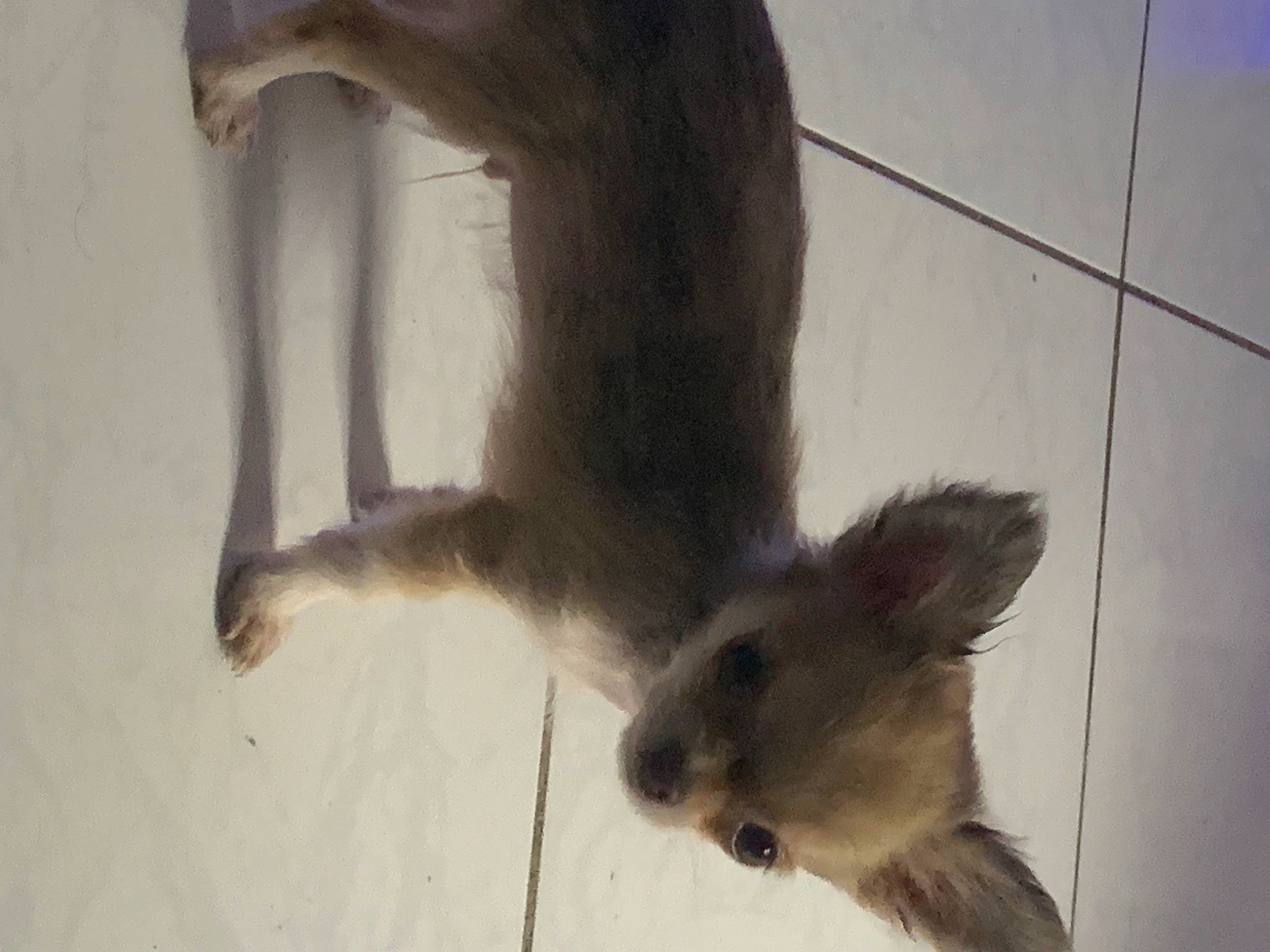 Ugo Boss participe au concours pour gagner de l'argent avec cette photo : canidae, claw, dog_breed, domestic_short_haired_cat, fawn, felidae, foot, fox_squirrel, fur, grey, paw, rodent, small_to_medium_sized_cats, snout, squirrel, tail, terrestrial_animal, whiskers, window