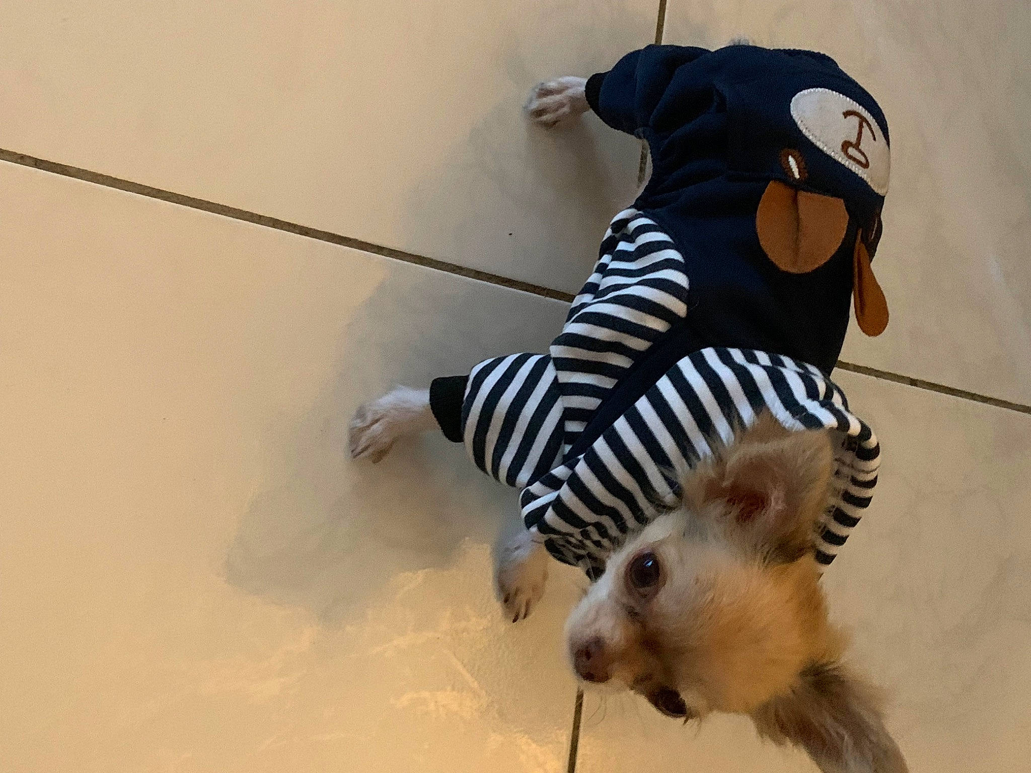 Ugo Boss participe au concours pour gagner de l'argent avec cette photo : canidae, carnivore, companion_dog, dog, dog_breed, fawn, flooring, fur, paw, shadow, snout, sporting_group, stuffed_toy, tail, toy, toy_dog, vertebrate, whiskers, wing, working_animal