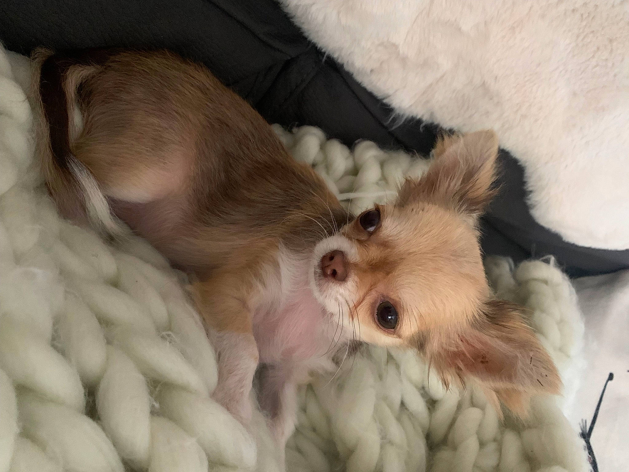 Ugo Boss a rejoint le concours — aidez-le/la à gagner de superbes lots ! bed, canidae, carnivore, comfort, companion_dog, dog, dog_breed, fawn, felidae, fur, liver, mammal, paw, small_to_medium_sized_cats, snout, sporting_group, terrestrial_animal, toy_dog, whiskers, working_animal