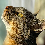 Simba participe au concours pour gagner de l'argent avec cette photo : animal, cat, close_up, detailed, ear, face, feline, fur, golden_eye, green_eye, indoor, looking_up, nose, pet, photography, portrait, snout, soft_light, tabby, whiskers
