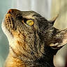 animal, cat, close_up, detailed, ear, face, feline, fur, golden_eye, green_eye, indoor, looking_up, nose, pet, photography, portrait, snout, soft_light, tabby, whiskers