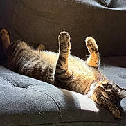 Ranger joined the competition — help win amazing prizes! animal, cat, couch, cozy, cute, domestic, eyes, feline, fur, home, indoor, mammal, paw, pet, playful, relaxing, resting, sunlight, tabby, whiskers