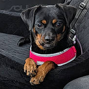 Amari joined the competition — help win amazing prizes! dog, black_dog, tan_markings, pink_harness, paw, pet, canine, seat_cover, car_interior, resting, close_up, cute, small_dog, animal, companion, indoor, portrait, fur, ears, eyes