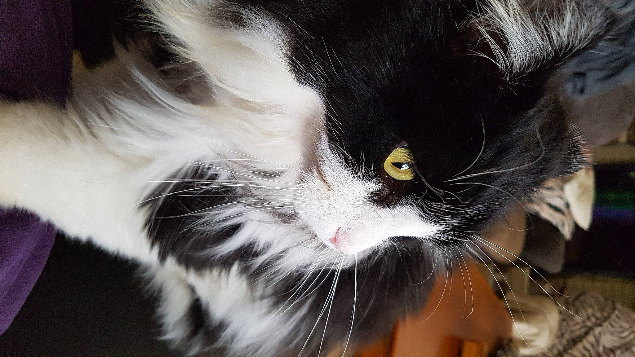 Romy a rejoint le concours — aidez-le/la à gagner de superbes lots ! carnivore, cat, domestic_short_haired_cat, felidae, fur, grass, plant, small_to_medium_sized_cats, snout, tail, terrestrial_animal, whiskers