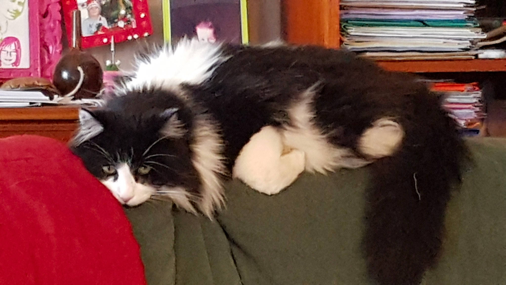 Romy a rejoint le concours — aidez-le/la à gagner de superbes lots ! carnivore, cat, cat_supply, comfort, companion_dog, felidae, fur, small_to_medium_sized_cats, tail, whiskers