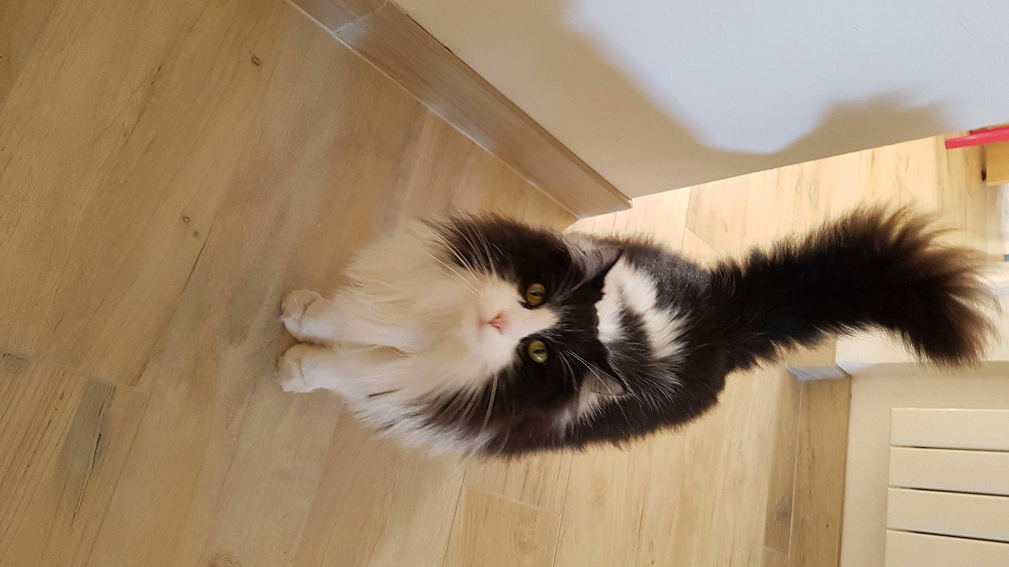 Romy participe au concours pour gagner de l'argent avec cette photo : carnivore, cat, claw, comfort, felidae, flooring, fur, hardwood, laminate_flooring, light_switch, paw, small_to_medium_sized_cats, snout, tail, varnish, wall_plate, whiskers, wood, wood_flooring, wood_stain