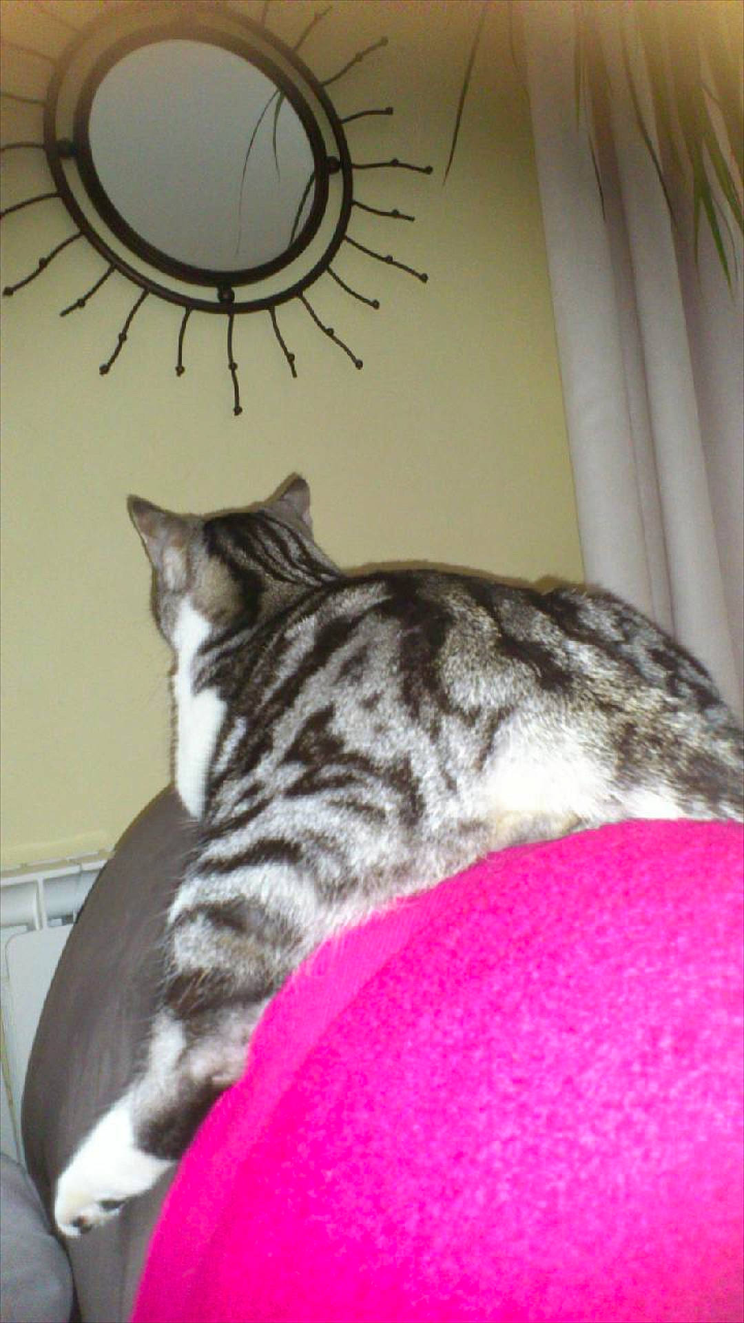 Marty a rejoint le concours — aidez-le/la à gagner de superbes lots ! carnivore, cat, circle, claw, comfort, domestic_short_haired_cat, felidae, fur, magenta, paw, small_to_medium_sized_cats, snout, tail, terrestrial_animal, whiskers