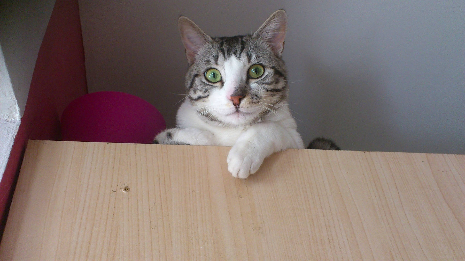 Marty a rejoint le concours — aidez-le/la à gagner de superbes lots ! carnivore, cat, domestic_short_haired_cat, felidae, flooring, foot, fur, hardwood, laminate_flooring, paw, plank, plywood, small_to_medium_sized_cats, snout, tail, varnish, whiskers, wood, wood_flooring, wood_stain