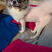 Nikki joined the competition — help win amazing prizes! animal, companion, couch, curious, cute, dog, domestic, face, fluffy, four_legs, fur, home, indoor, looking, mammal, pet, pillows, shaved, small_dog, snout