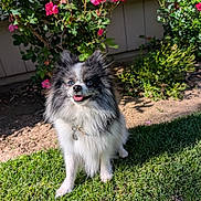 Rocket joined the competition — help win amazing prizes! dog, pomeranian, fluffy, black_and_white, grass, flowers, outdoor, sunlight, tongue_out, pet, garden, happy, cute, animal, nature, collar, small_dog, greenery, bushes, daytime