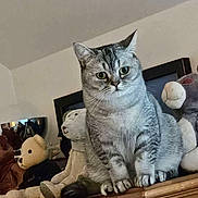 Akira participe au concours pour gagner de l'argent avec cette photo : cat, tabby, gray_cat, stuffed_animals, plush_toys, wooden_dresser, indoor, feline, pets, curious, sitting, wide_eyes, home_interior, soft_toys, collection, fur, animal, domestic_cat, cute, alert