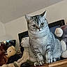 cat, tabby, gray_cat, stuffed_animals, plush_toys, wooden_dresser, indoor, feline, pets, curious, sitting, wide_eyes, home_interior, soft_toys, collection, fur, animal, domestic_cat, cute, alert