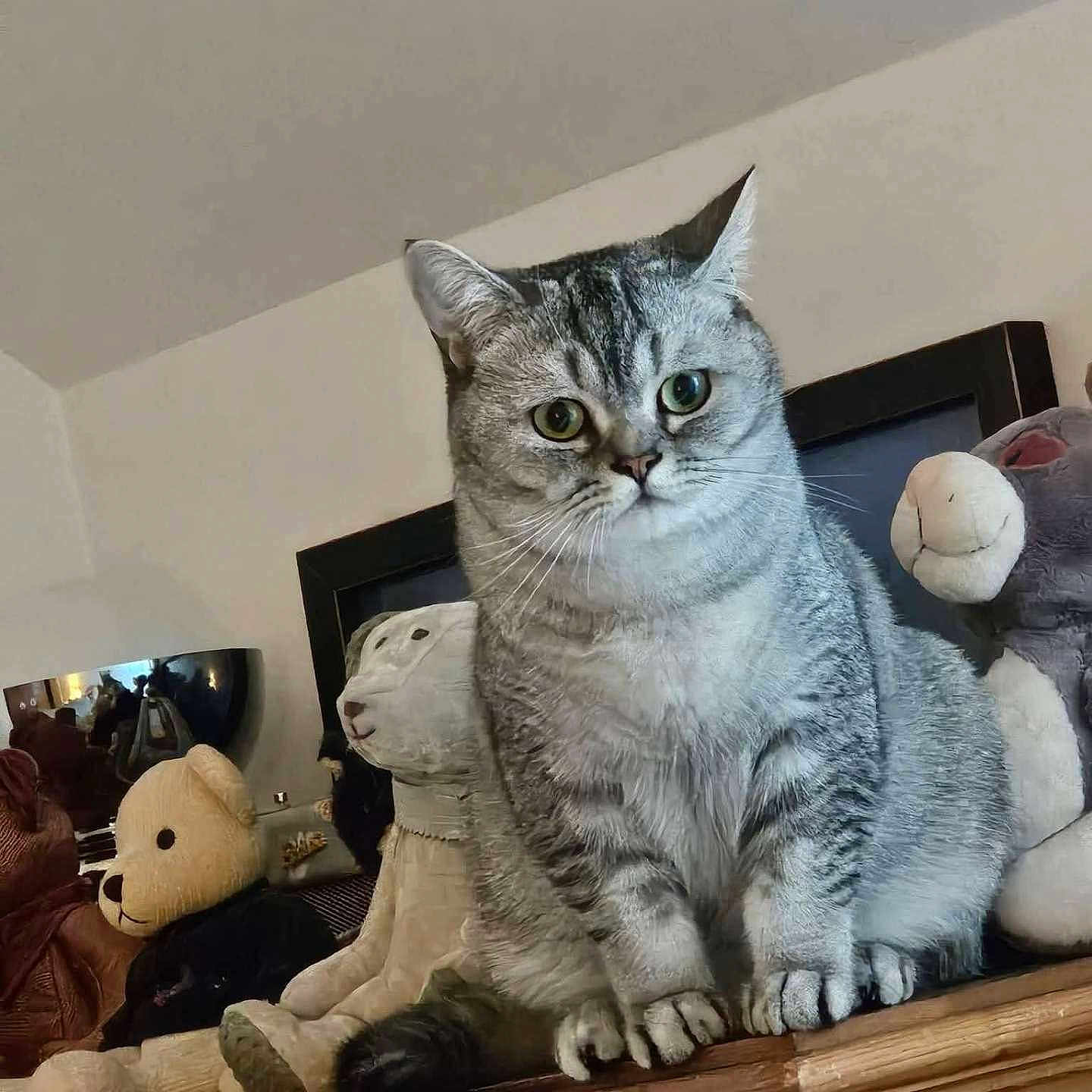 Akira participe au concours pour gagner de l'argent avec cette photo : cat, tabby, gray_cat, stuffed_animals, plush_toys, wooden_dresser, indoor, feline, pets, curious, sitting, wide_eyes, home_interior, soft_toys, collection, fur, animal, domestic_cat, cute, alert