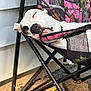 black_spot, brown_spot, camo_pattern, chair, collar, dog, ear, folding_chair, ground, metal_frame, nature, nose, outdoor, pet, pink_pattern, relaxing, resting, sleeping, sunlight, white_dog
