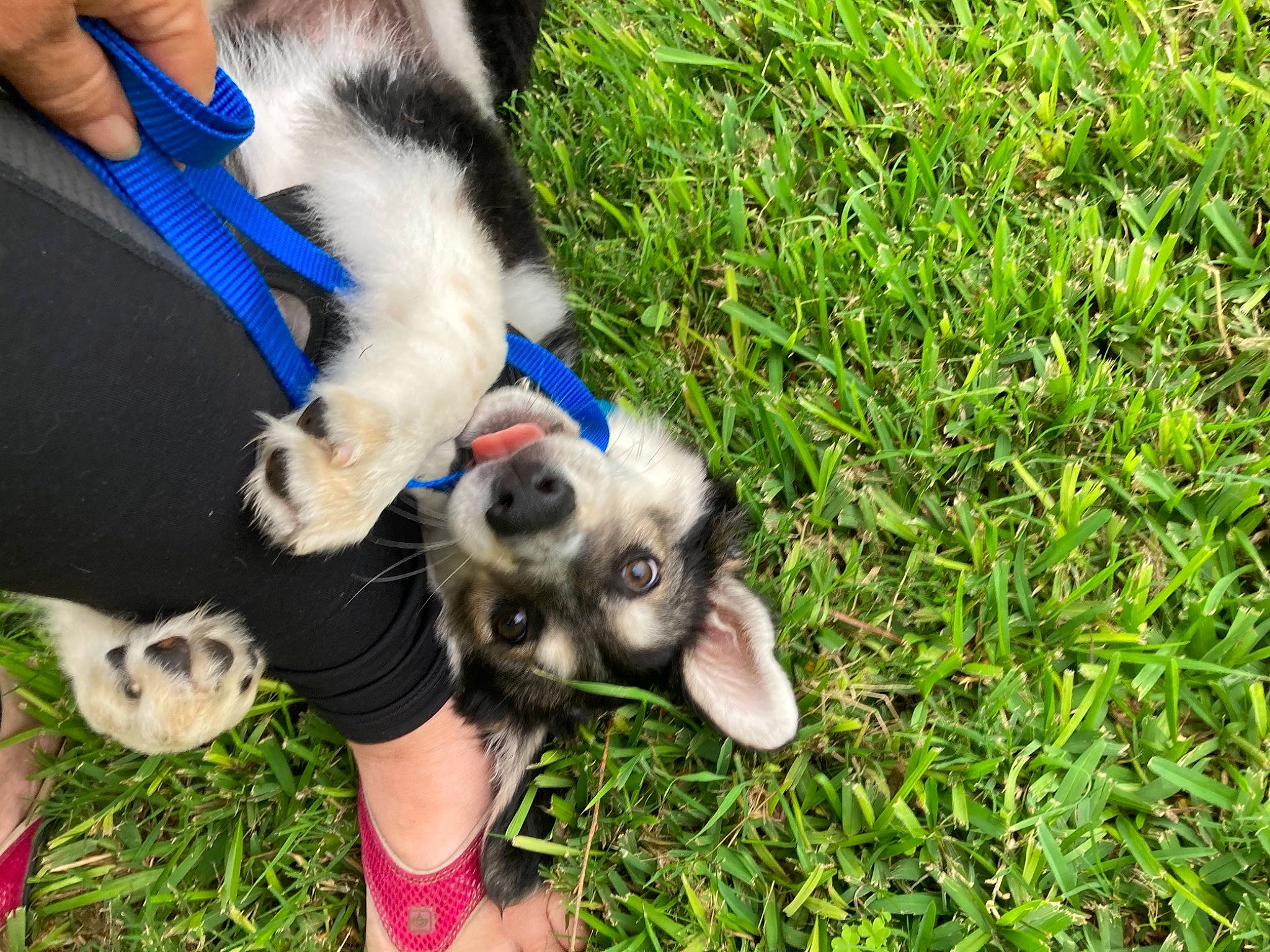 Quincy joined the competition — help win amazing prizes! canidae, carnivore, companion_dog, dog, dog_breed, fawn, fur, grass, grass_family, grassland, groundcover, mammal, plant, snout, tail, terrestrial_animal, toy_dog, vertebrate, wildlife, working_animal