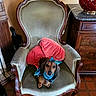 Trust a rejoint le concours — aidez-le/la à gagner de superbes lots ! animal, armchair, blanket, blue_accessory, chair, dachshund, decor, dog, furniture, home, indoors, looking_at_camera, ornate, pet, pink_blanket, portrait, sitting, tile_floor, wood, wooden_furniture