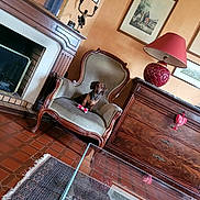 Trust a rejoint le concours — aidez-le/la à gagner de superbes lots ! animal, antique, armchair, chair, coffee_table, dachshund, dog, fireplace, framed_artwork, furniture, indoor, lamp, living_room, mirror, ornate, pet, red_lamp, rug, sitting, tile_floor