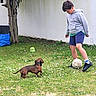 Trust participe au concours pour gagner de l'argent avec cette photo : backyard, ball, birdhouse, boy, child, dachshund, dog, dribbling, flowers, football, garden, grass, hoodie, outdoor, playing, shorts, soccer, socks, sports, tree