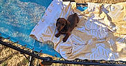 Trust a rejoint le concours — aidez-le/la à gagner de superbes lots ! animal, backyard, blanket, brown_dog, dachshund, dog, floppy_ears, grass, long_body, looking_at_camera, lying_down, outdoor, patterned_fabric, pet, playful, puppy, shadow, small_dog, sunlight, trampoline