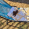 animal, backyard, blanket, brown_dog, dachshund, dog, floppy_ears, grass, long_body, looking_at_camera, lying_down, outdoor, patterned_fabric, pet, playful, puppy, shadow, small_dog, sunlight, trampoline